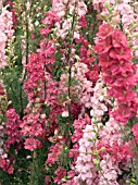 DELPHINIUM AJACIS PINK SELECTION,