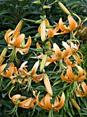 LILIUM LANCIFOLIUM,  TIGER LILY