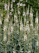 LYSIMACHIA EPHEMERUM,  HARDY PERENNIAL