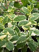 MENTHA SUAVEOLENS VARIEGATA,  PINEAPPLE MINT,   HERB