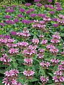 MONARDA BEDDING SCHEME