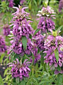 MONARDA CITRIODORA,  LEMON BERGAMOT,  HERB