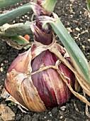 ONION,  EXHIBITION VARIETY,  MAMMOTH RED