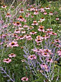 PEROVSKIA,  ECHINACEA & VERBENA,  HERBACEOUS BEDDING SCHEME