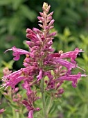 AGASTACHE PURPLE PYGMY