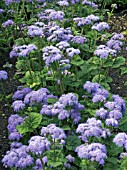 AGERATUM BLUE HORIZON