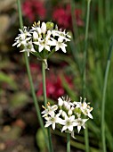 ALLIUM TUBEROSUM,  GARLIC CHIVES,   HERB