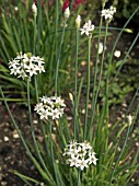 ALLIUM TUBEROSUM,  GARLIC CHIVES,   HERB