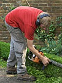 BOX HEDGE CLIPPING,  LATE JULY,  WEST DEAN GARDENS