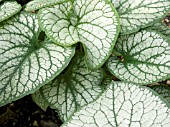 BRUNNERA MACROPHYLLA JACK FROST