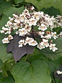 CATALPA x ERUBESCENS PURPUREA