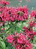 MONARDA DIDYMA,  BEE BALM,  HERB