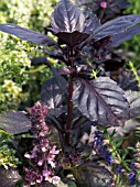 OCIMUM BASILICUM VAR,  PURPUREUM,  PURPLE LEAVED BASIL