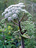 ANGELICA SYLVESTRIS, (ANGELICA)