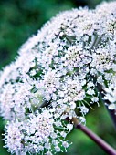 ANGELICA SYLVESTRIS,  ANGELICA,  NATIVE PERENNIAL