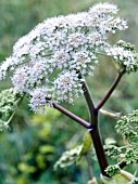 ANGELICA SYLVESTRIS,  ANGELICA,  NATIVE PERENNIAL