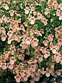 DIASCIA BLACKTHORNE,  TENDER BEDDING PLANT