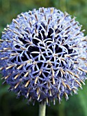 ECHINOPS RITRO