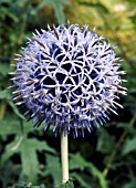 ECHINOPS RITRO,  HARDY PERENNIAL