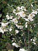 EUCRYPHIA GLUTINOSA,  EVERGREEN TREE