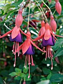 FUCHSIA MRS POPPLE