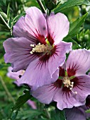 HIBISCUS RUSSIAN VIOLET