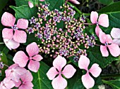 HYDRANGEA  SERRATA BLUEBIRD,