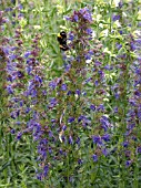 HYSSOPUS OFFICINALIS TRICOLOUR,  PERENNIAL HERB