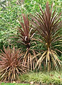 CORDYLINE AUSTRALIS PURPUREA