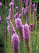 LIATRIS SPICATA,  PRINCE OF WALES FEATHERS,  HARDY PERENNIAL BULB