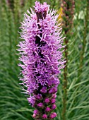 LIATRIS SPICATA,  PRINCE OF WALES FEATHERS,  HARDY PERENNIAL BULB