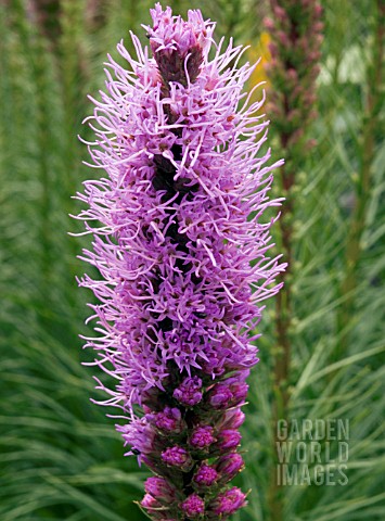 LIATRIS_SPICATA__PRINCE_OF_WALES_FEATHERS__HARDY_PERENNIAL_BULB