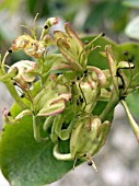 LONICERA CAPRIFOLIUM PAUCIFLORA,  ITALIAN HONEYSUCKLE DECIDUOUS CLIMBER.