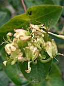 LONICERA CAPRIFOLIUM PAUCIFLORA,  ITALIAN HONEYSUCKLE