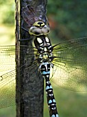 AESHNA JUNCEA,  COMMON AESHNA,  MALE DRAGON FLY