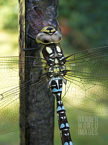 AESHNA_JUNCEA__COMMON_AESHNA__MALE_DRAGON_FLY