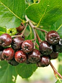 ARONIA X PRUNIFOLIA