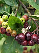 ARONIA X PRUNIFOLIA