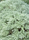 ARTEMISIA SCHMIDTIANA NANA