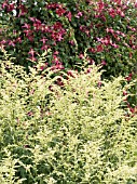 ARTEMISIA LACTIFLORA,  & CLEMATIS,  WEST DEAN GARDENS