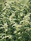 ARTEMISIA LACTIFLORA,  HARDY PERENNIAL