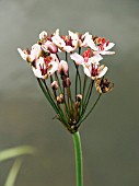 BUTOMUS UMBELLATUS, (FLOWERING RUSH),  NATIVE PERENNIAL WATERSIDE PLANT.