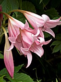 CRINUM X POWELLII,  HARDY BULB