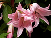 CRINUM X POWELLII,  CAPE LILY