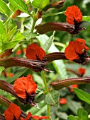 CUPHEA LLAVEA GEORGEA SCARLET & TINY MICE