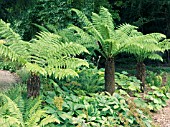 DICKSONIA ANTARCTICA,  TREE FERNS,  YOUNG PLANTS AT WEST DEAN GARDENS.