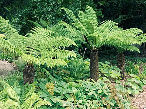 DICKSONIA_ANTARCTICA__TREE_FERNS__YOUNG_PLANTS_AT_WEST_DEAN_GARDENS