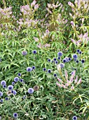 ECHINOPS & VERONICASTRUM PLANT ASSOCIATION.