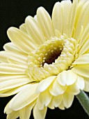 GERBERA KERRI