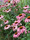 ECHINACEA PURPUREA ELTON KNIGHT